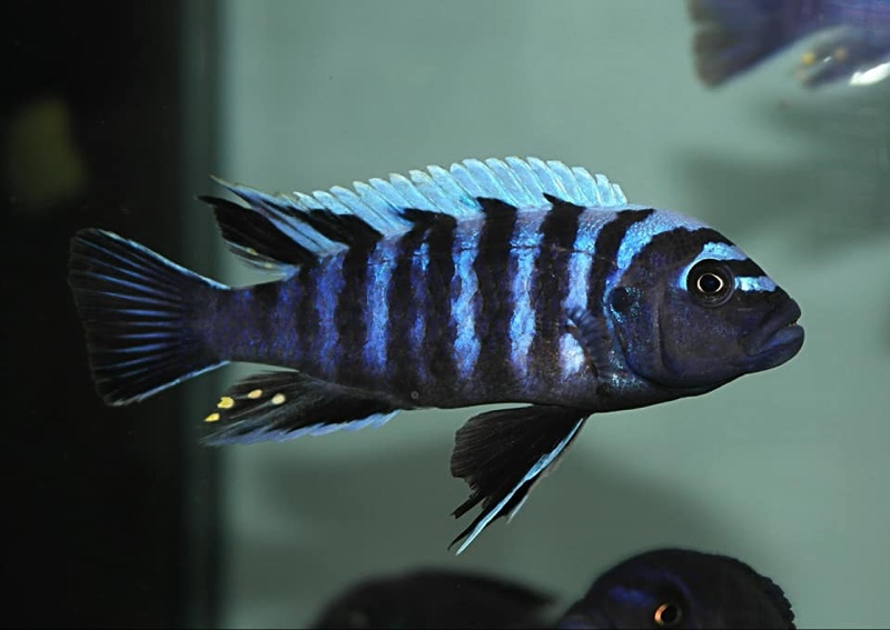Cynotilapia zebroides 'Puulu Island'